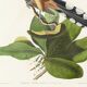 Affiche sur le Sucrier des mangroves, d’après une gravure ancienne de 1827.