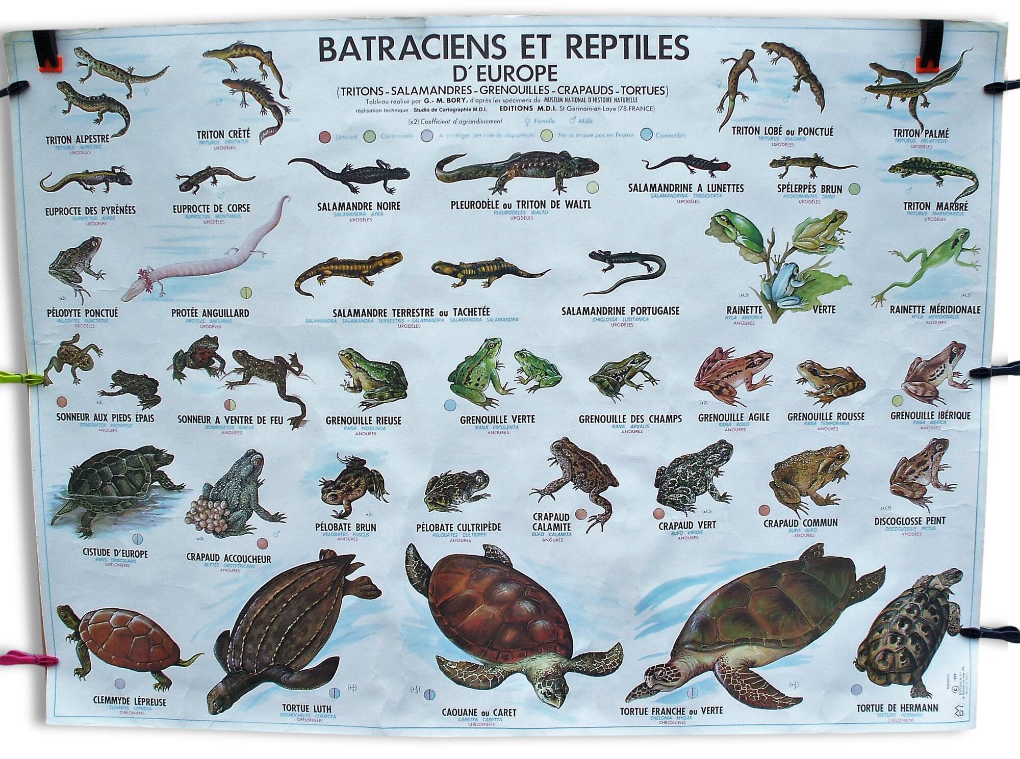 School poster reptiles and amphibians
