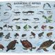 School poster reptiles and amphibians