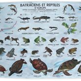 School poster reptiles and amphibians
