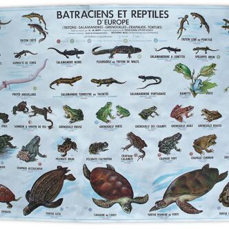 School poster reptiles and amphibians