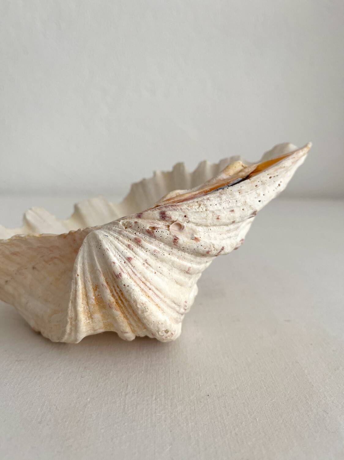 Old holy water stoup shell cabinet of curiosities