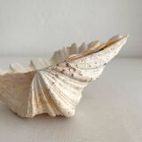 Old holy water stoup shell cabinet of curiosities