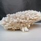 Corail authentique