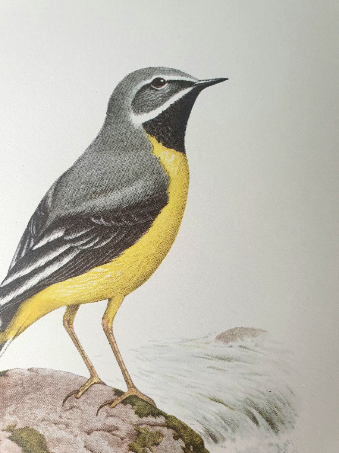 Brook wagtail board