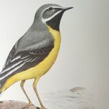 Brook wagtail board