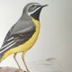 Brook wagtail board