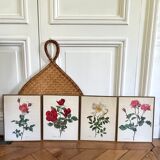 Pair of vintage botanical plates