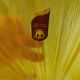 Yellow glass vase from German Walther glass estimated 1970-80s.