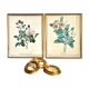 Set of two reproductions of Redouté framed in gilded wood.