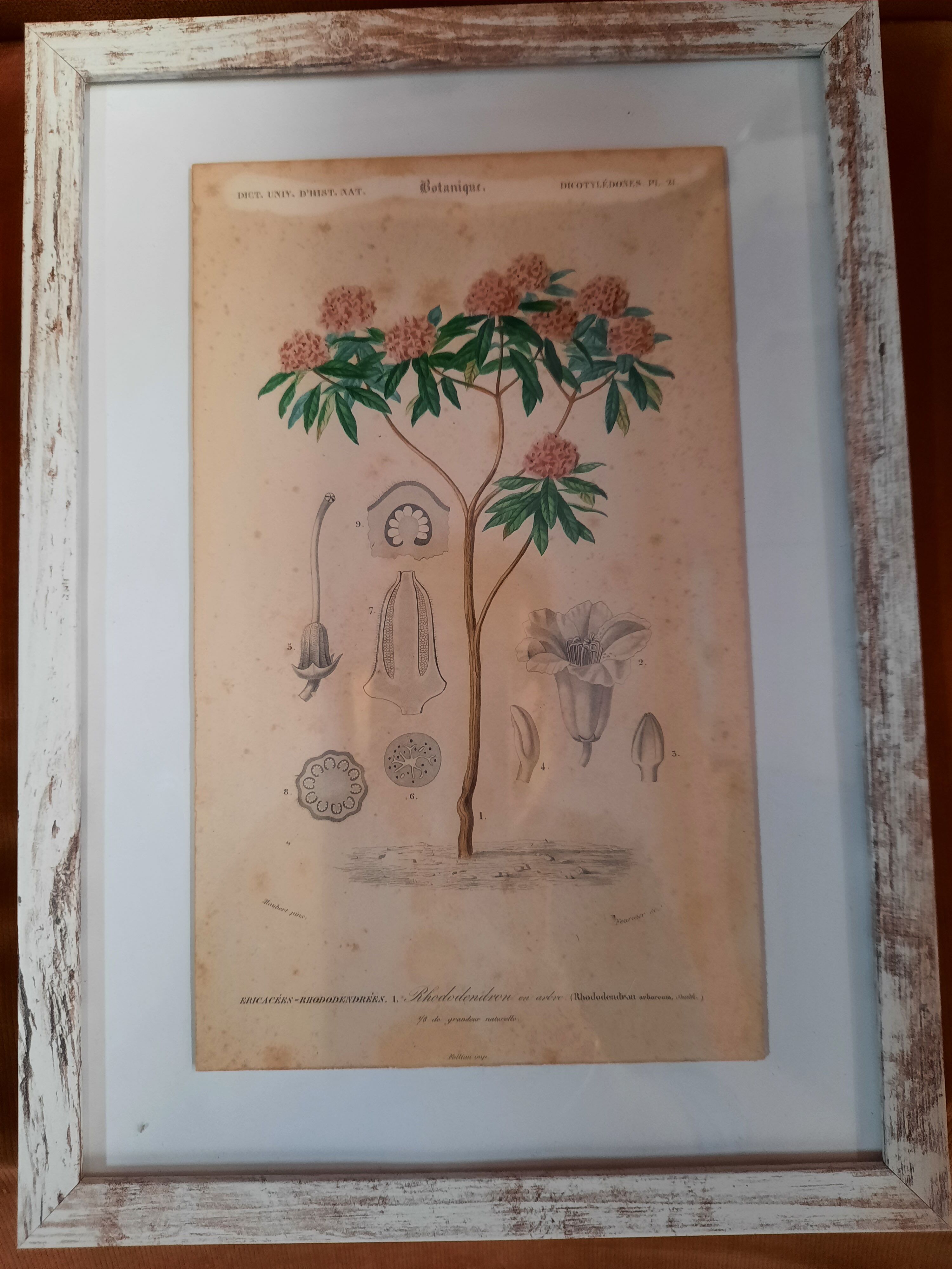 Framed botanical board