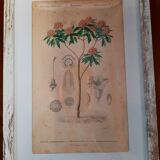 Framed botanical board