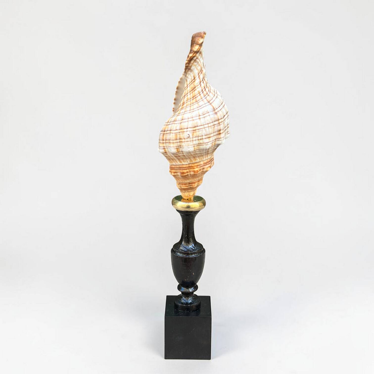 Sea snail shell Fasciolaria Trapezium on a turned wooden base