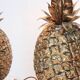 Hans turnwald for freddotherm pineapple table lamps