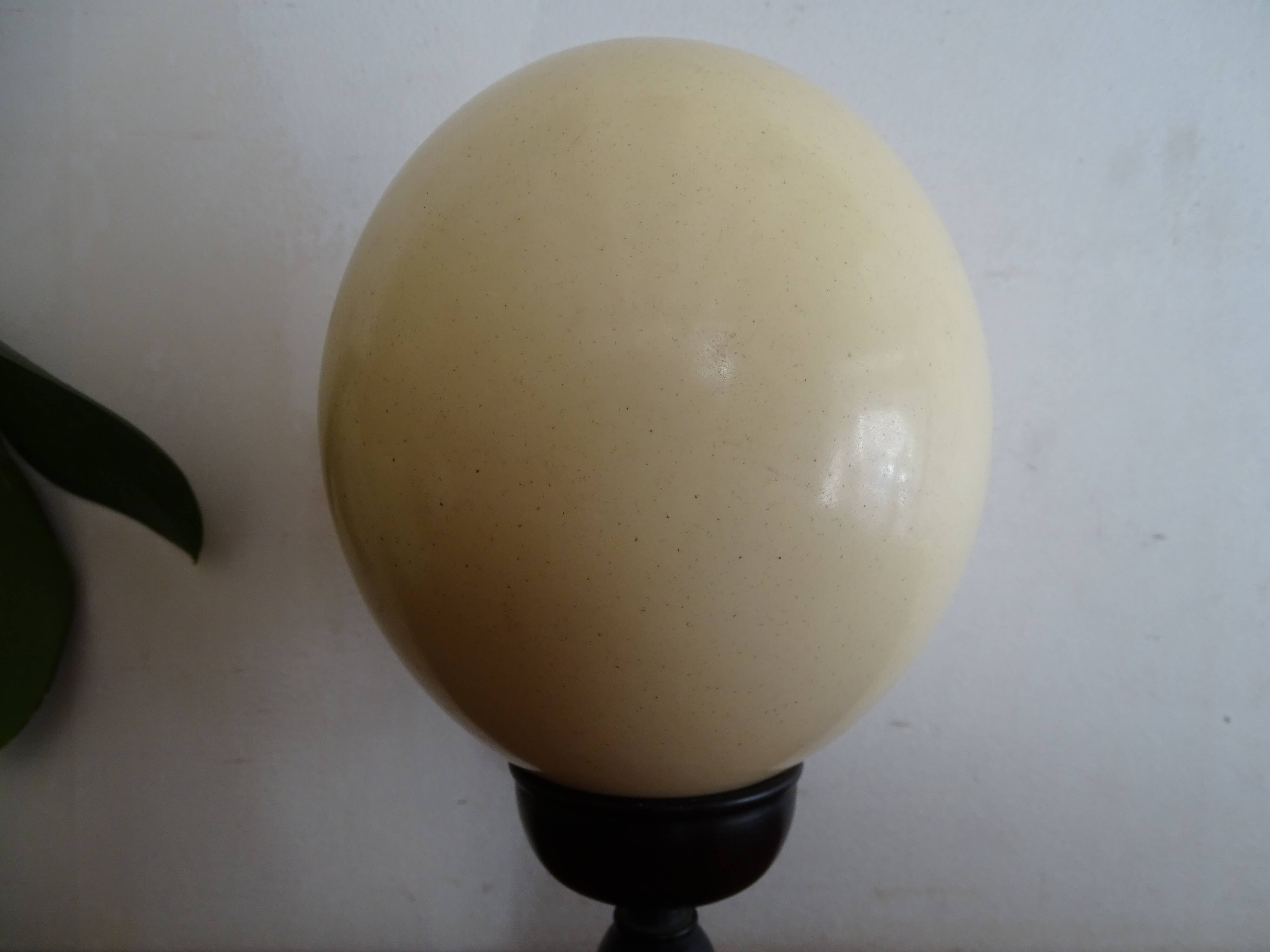 Ostrich egg on blackened wooden base - object of curiosity