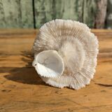 Corail blanc sur socle corail champignon
