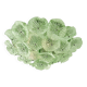 Contemporary Floreal Green Murano Glass Flush Mount by Simoeng