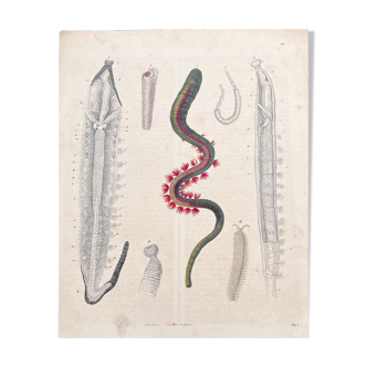 Poster (lithograph) sea worm