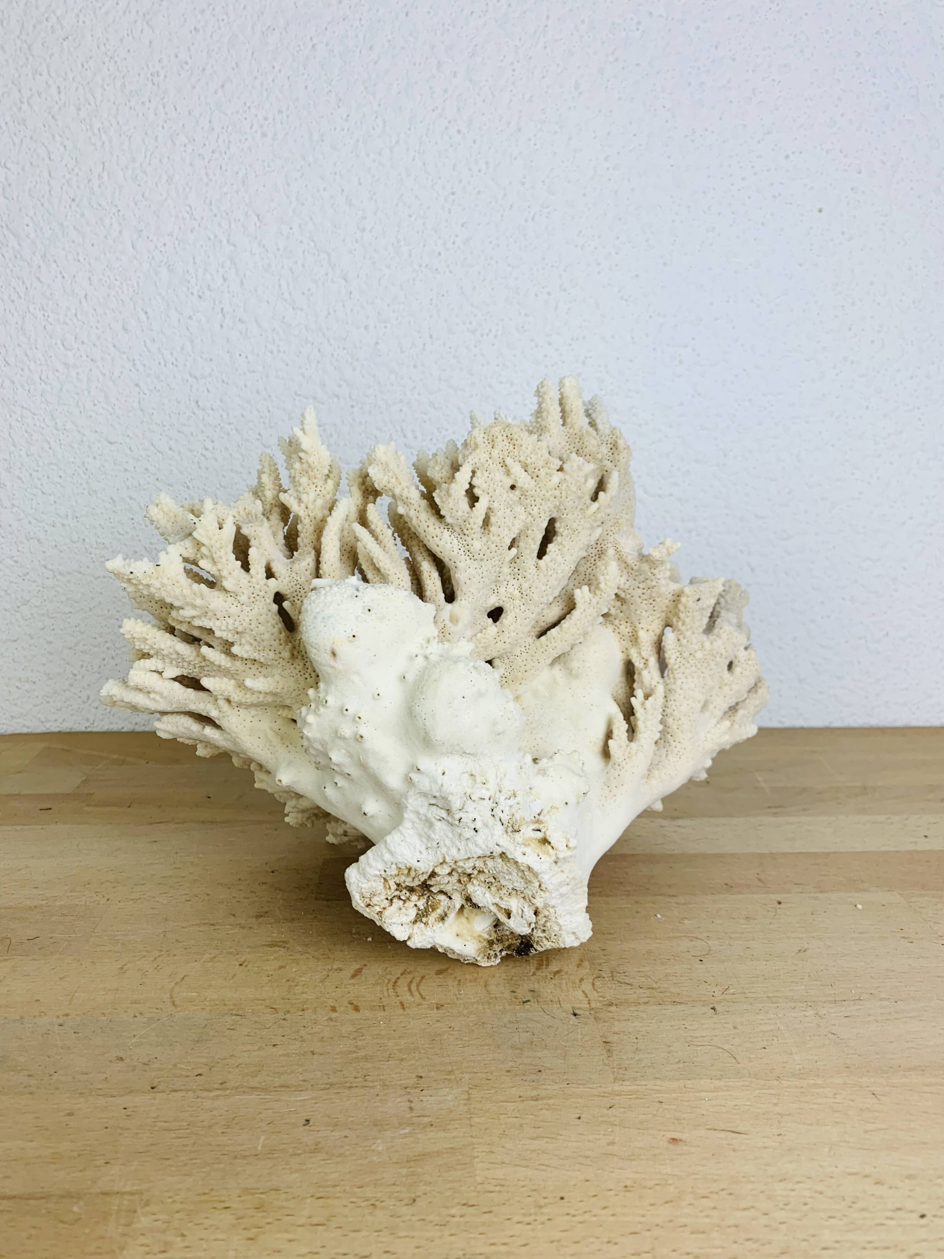 Old coral 29 cm
