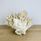 Corail ancien