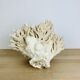 Ancient coral