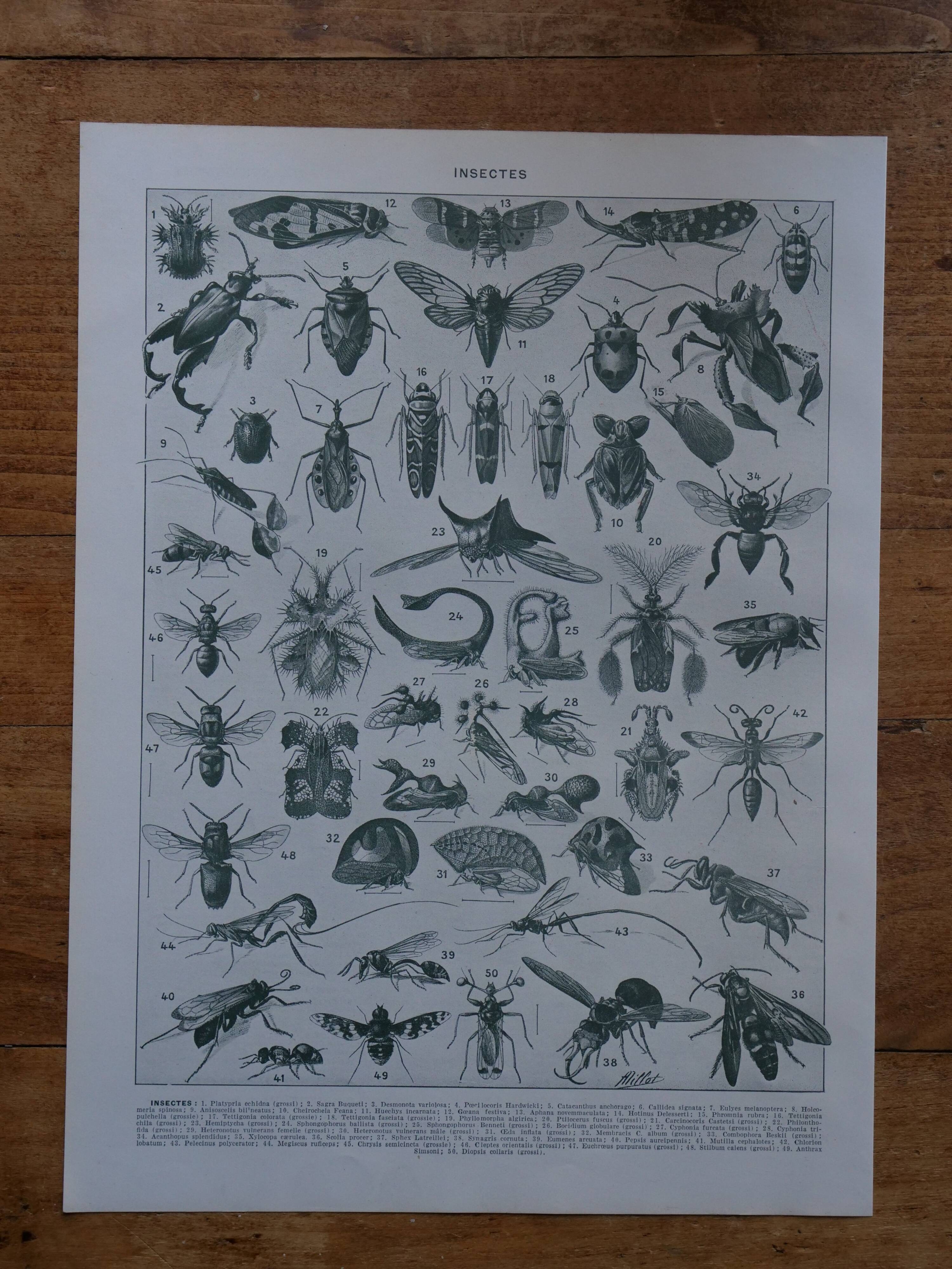 Original lithograph on insects
