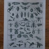Original lithograph on insects
