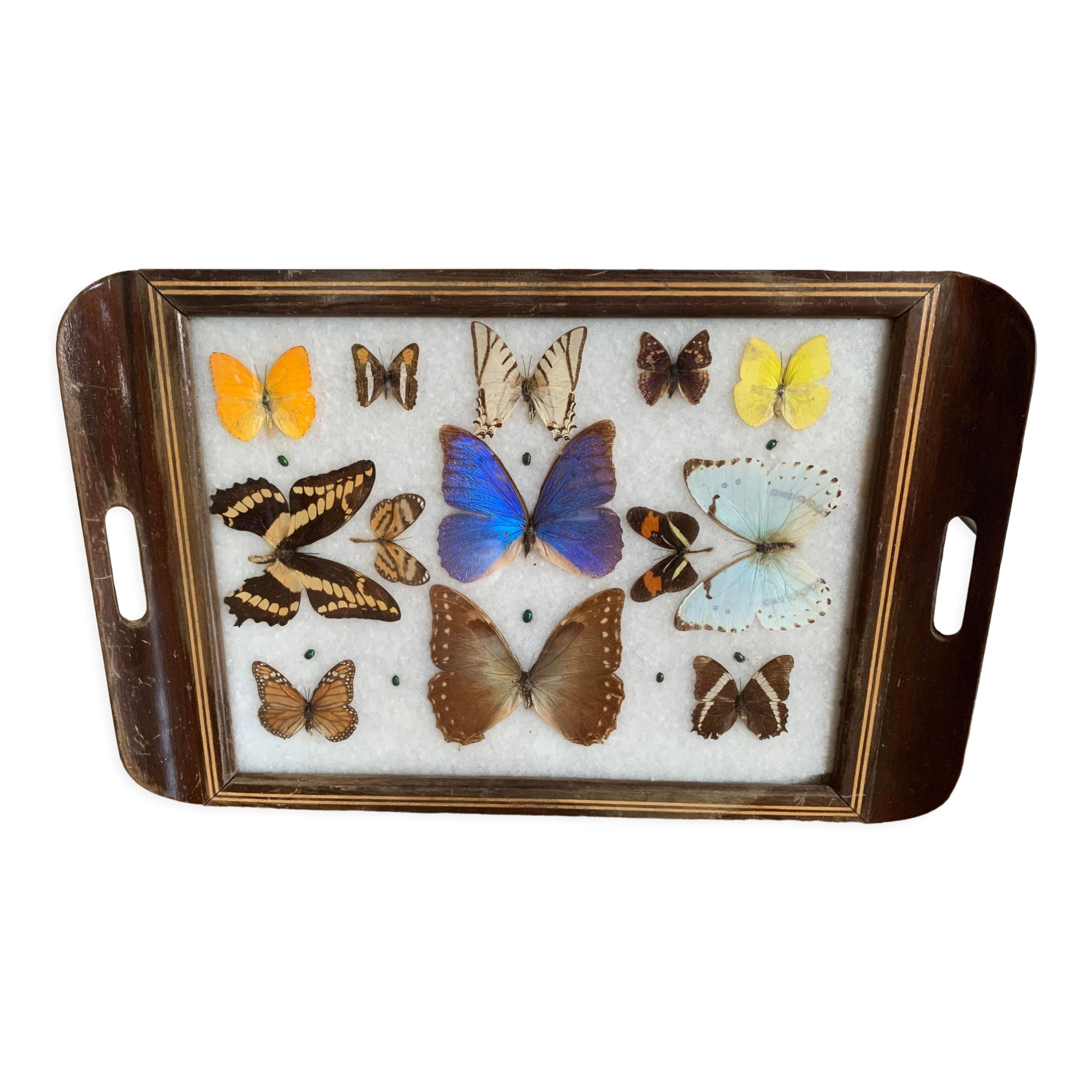 Butterfly tray stuffed under glass