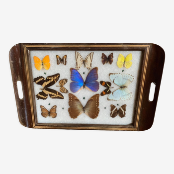 Butterfly tray stuffed under glass