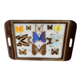 Butterfly tray stuffed under glass