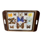 Plateau papillons naturalisés sous verre