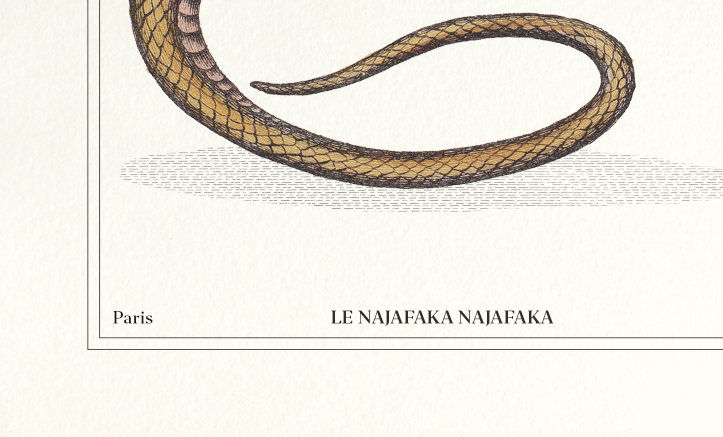 Set of 2 framed chimera lithograph animal engraving