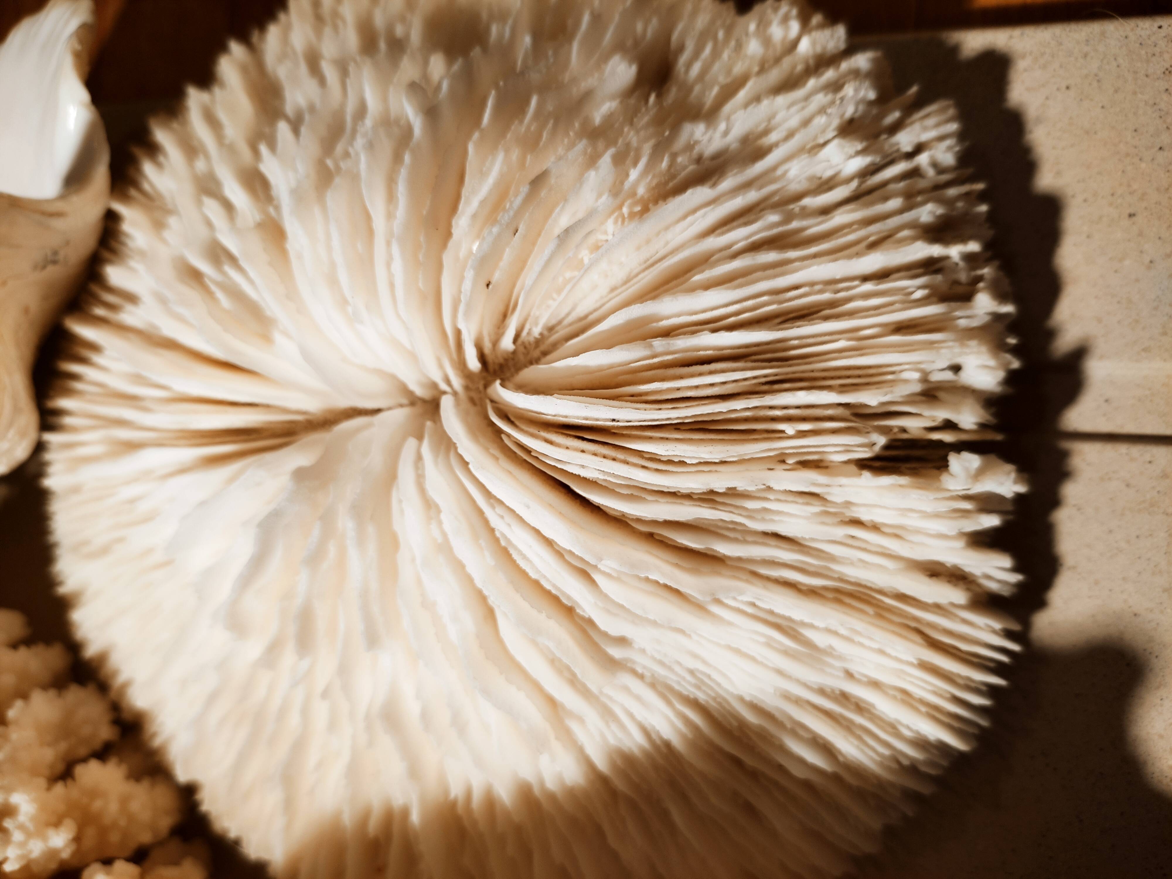 Corals and shellfish