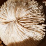 Corals and shellfish