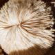 Corals and shellfish