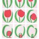Poster, Tulip