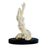 Corail