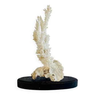 Corail