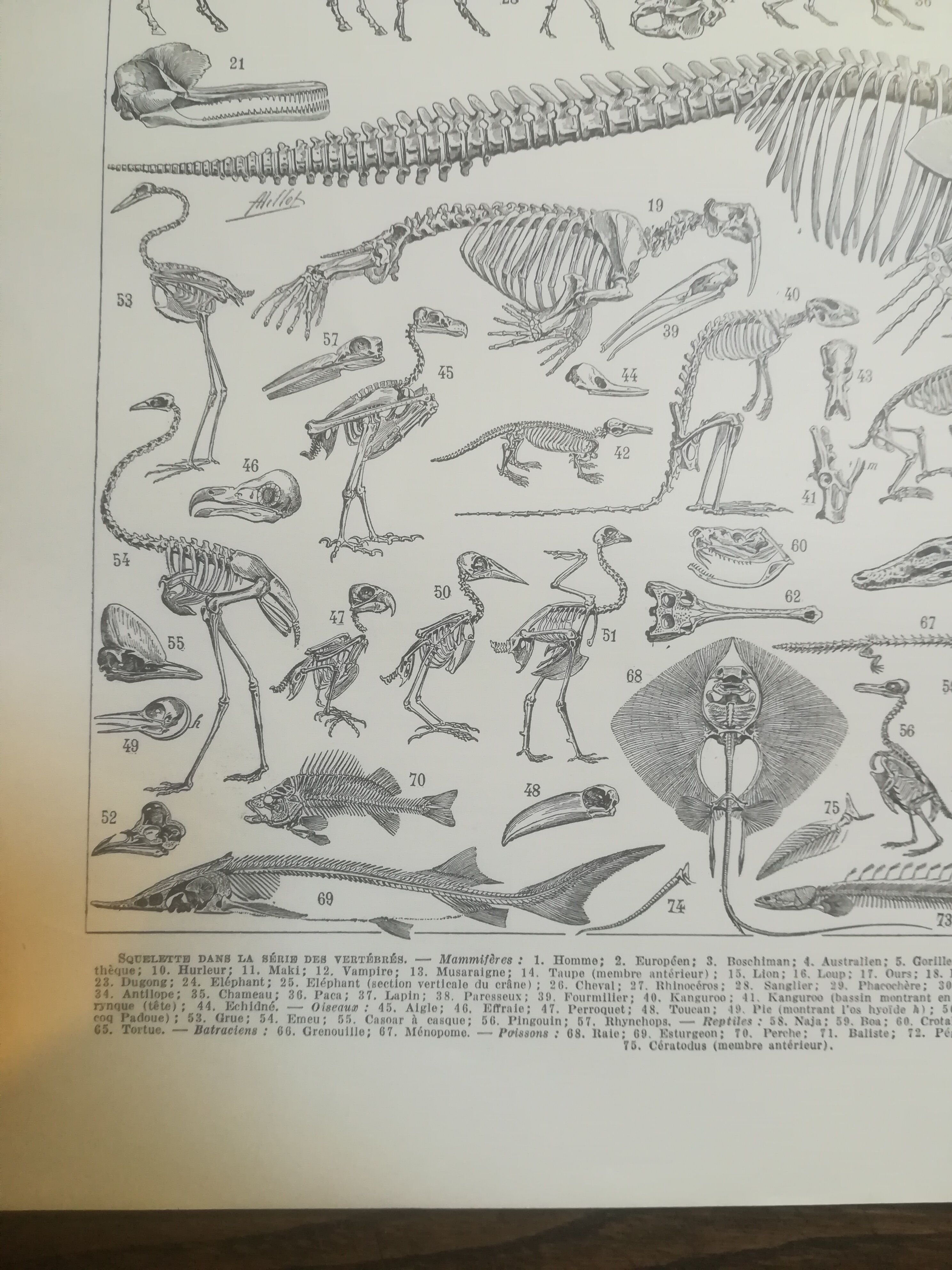 Lithographie sur les squelettes de 1928