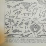 Lithographie sur les squelettes de 1928