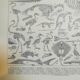 Lithographie sur les squelettes de 1928
