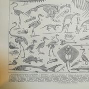 Lithographie sur les squelettes de 1928