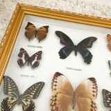 Frame mounted butterflies