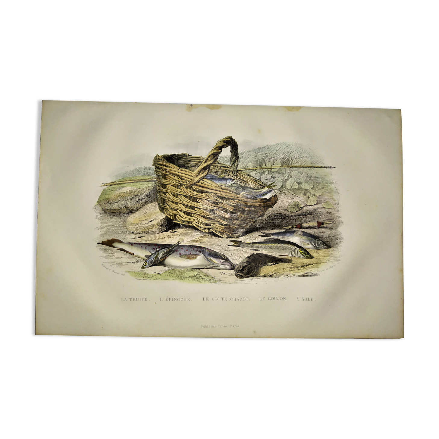 Original zoological plate of 1839 " the trout, the epinoche,....,....,....