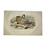 Original zoological plate of 1839 " the trout, the epinoche,....,....,....