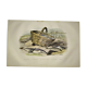 Original zoological plate of 1839 " the trout, the epinoche,....,....,....