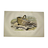 Planche zoologique originale de 1839 " la truite, l'epinoche,....,....,....