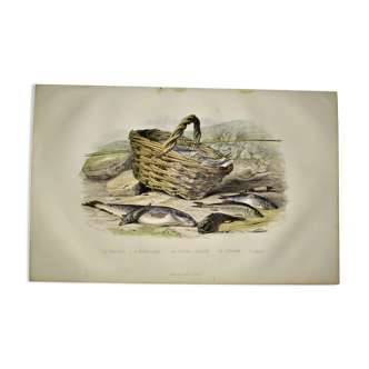 Planche zoologique originale de 1839 " la truite, l'epinoche,....,....,....