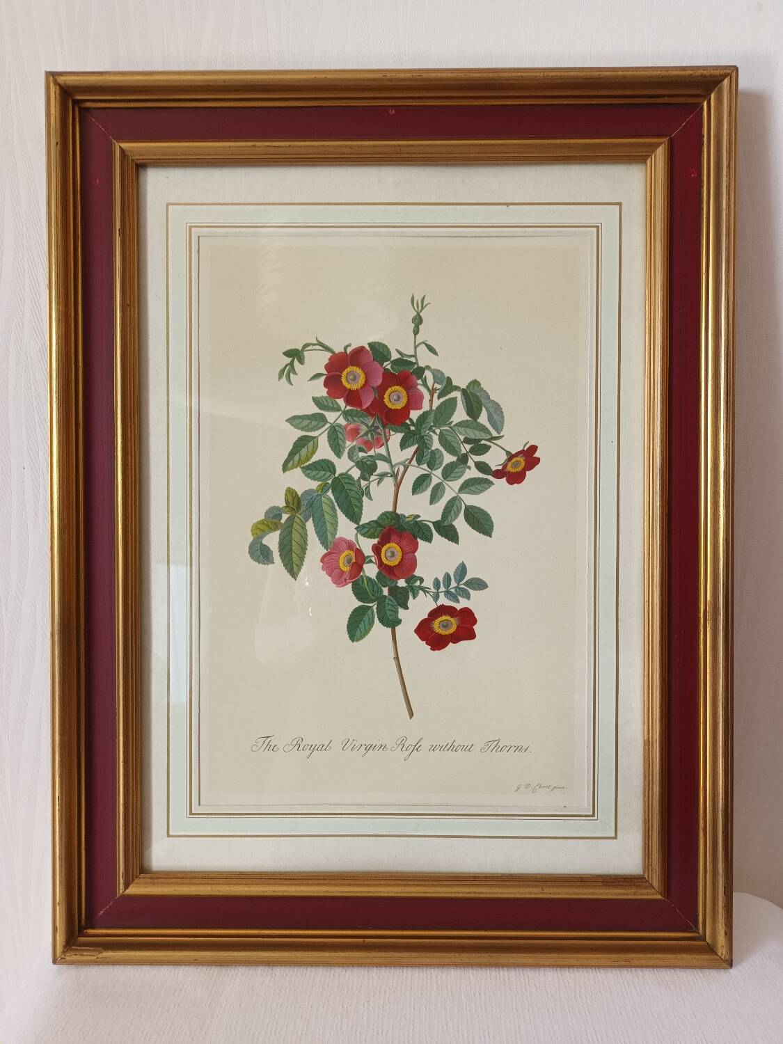 Vintage framed botanical poster