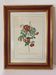 Vintage framed botanical poster